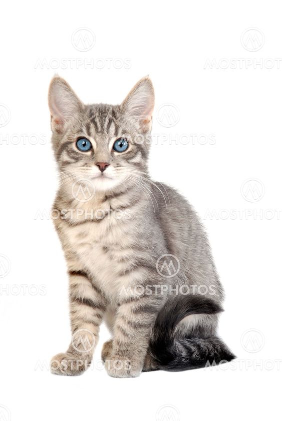 Cute blue eyed tabby kitten