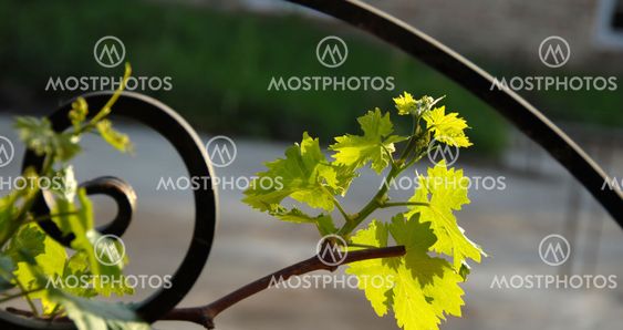 Grapes branch