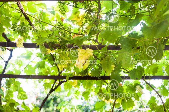 Green grapes in vineyard at rural backyard