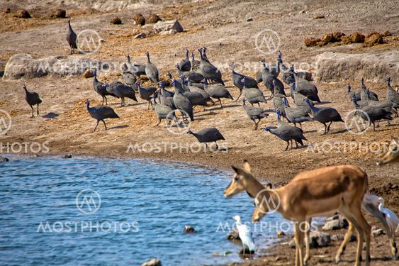 group of helmeted guineafowl near a waterhole in etosha national park namibia