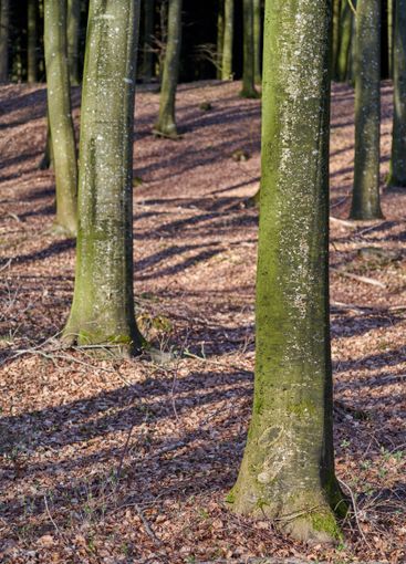 Outdoor, trail and trunk with woods for ecology,...