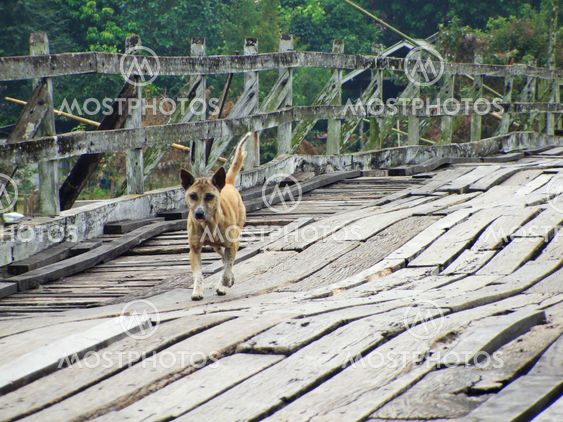 Dog walking across the bridge