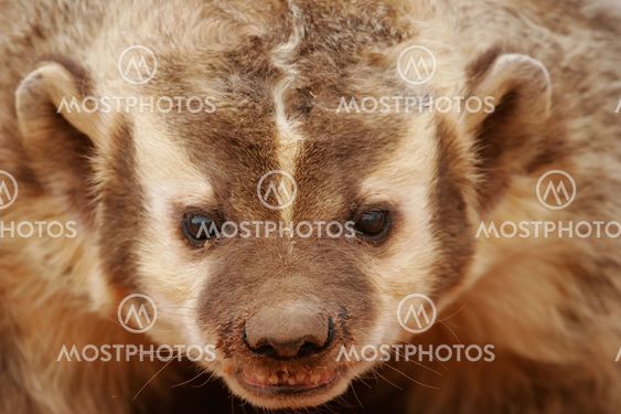 American badger (Taxidea taxus)