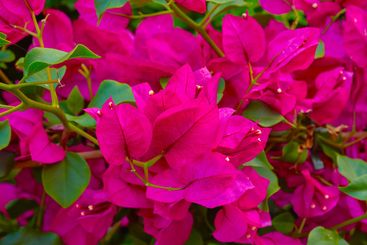 Blossom, flowers and environment with plant in nature...