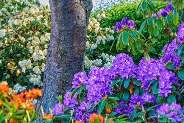 Plants, landscape and flowers in backyard, natural and...