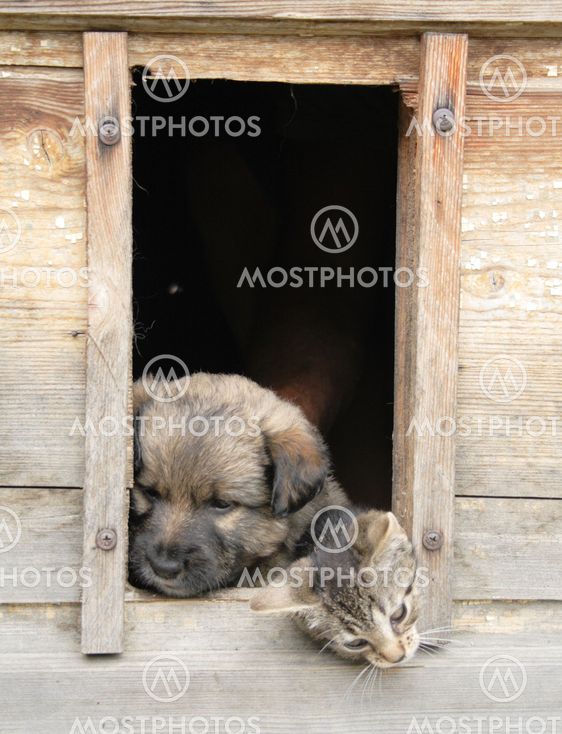 cat and dog at home