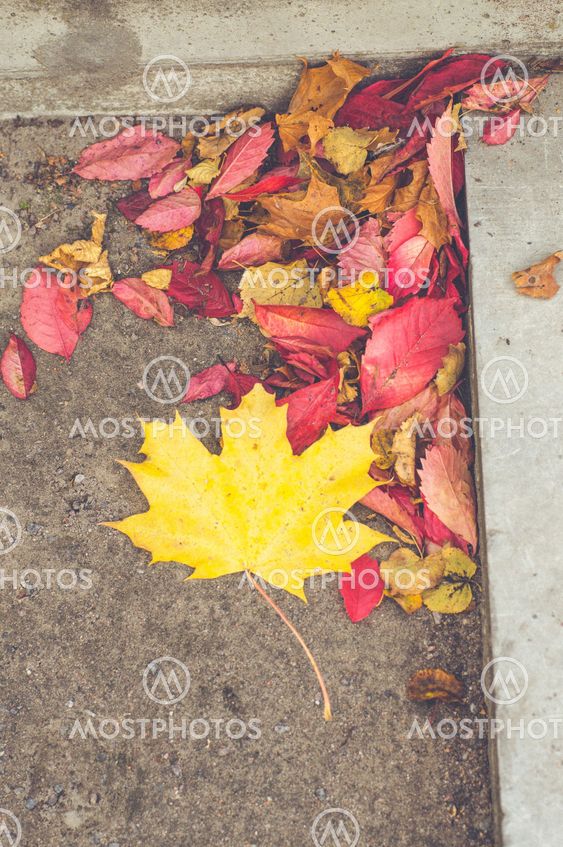 Fallen colorful autumn leaves near step of concrete staircase