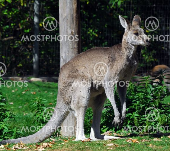 Eastern Grey Kangaroo (Macropus giganteus)