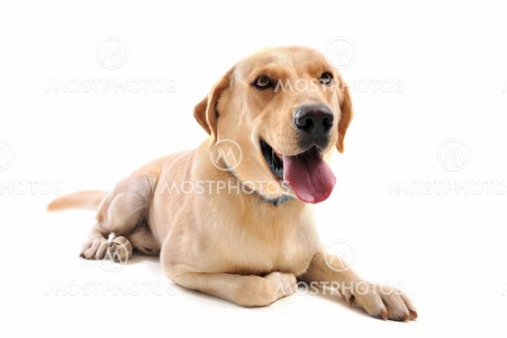 labrador retriever