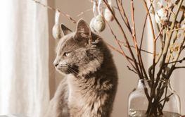 A cute gray cat helps decorate the house for Easter....