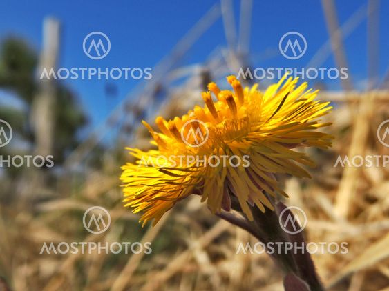 Coltsfoot