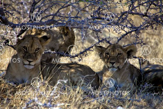 lion cub under a tree at etosha national park namibia