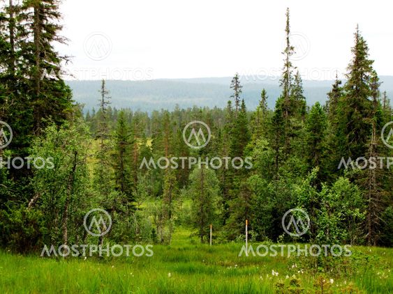 Vildmark