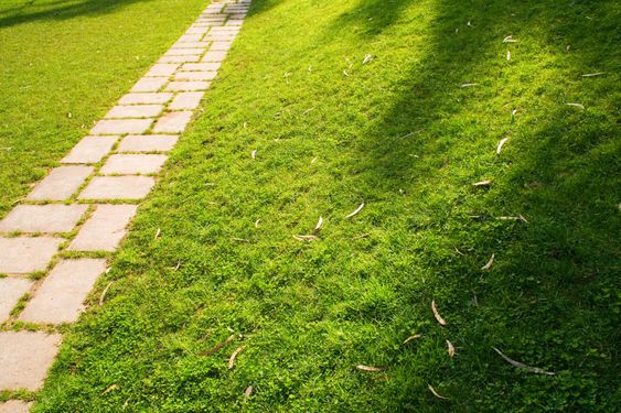 Path in the grass