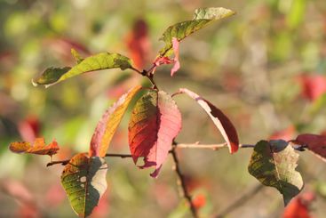 Tranquil autumn nature background in a sunset light.