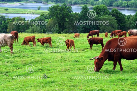Cattle Grazing
