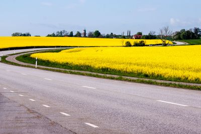 Rapsfält i Skåne