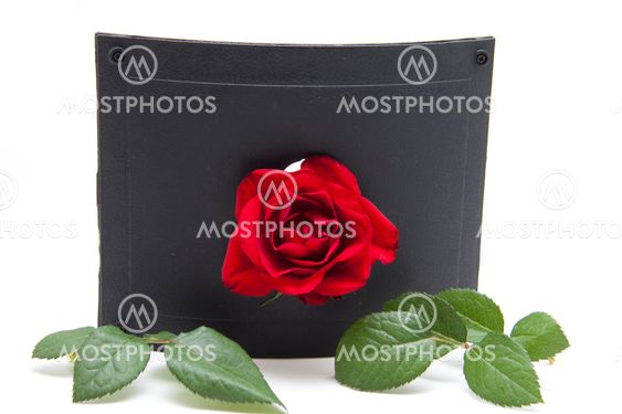 Red rose med gröna blad