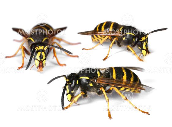 Busy wasps on white