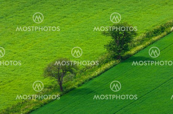 Trees standing between farmlands, Sweden