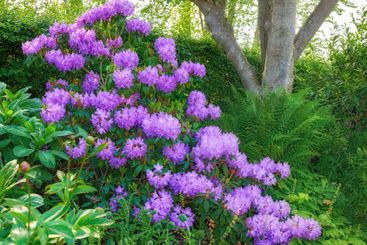 Flowers, plants and garden with bush for summer, zen and...