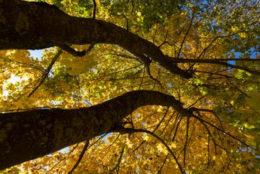 yellow maple foliage on branches in sunny autumn weather