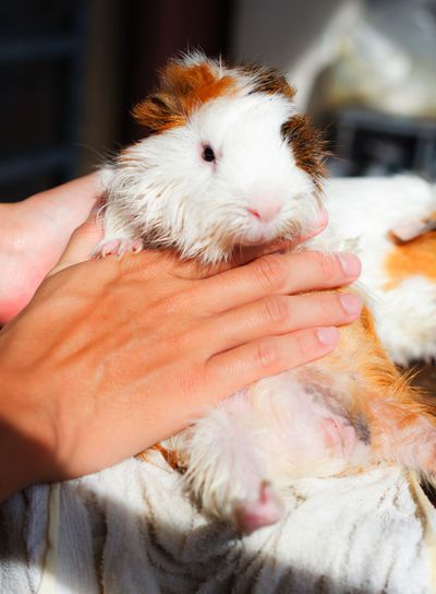 selective focus on white, black, orange brown guinea pig...