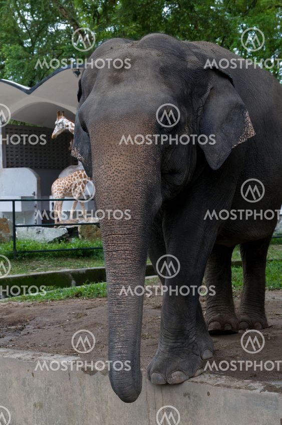 elephant