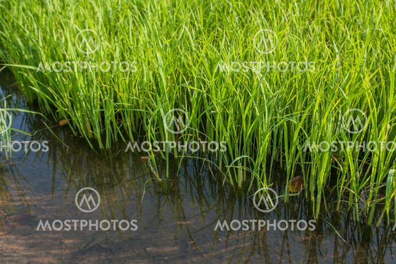 Seedlings of rice growing in paddy fields with water