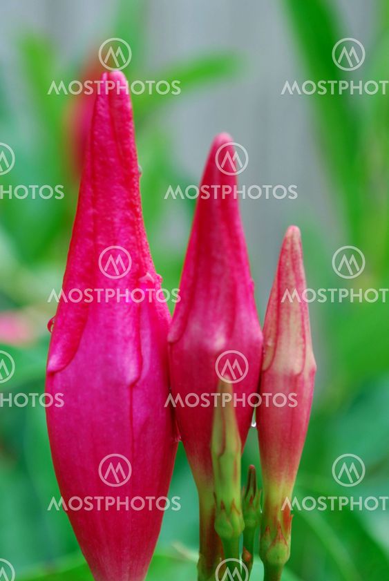 mandavilla flowers