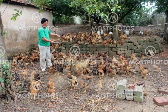 Vietnamese farmer feeding chicken by rice