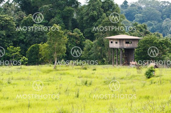 Animal view tower