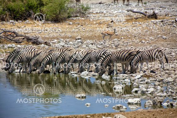 zebra drinking water at okaukuejo national park namibia