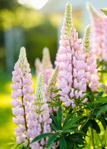 Beautiful lupins blossoming on flower bed on summer day....