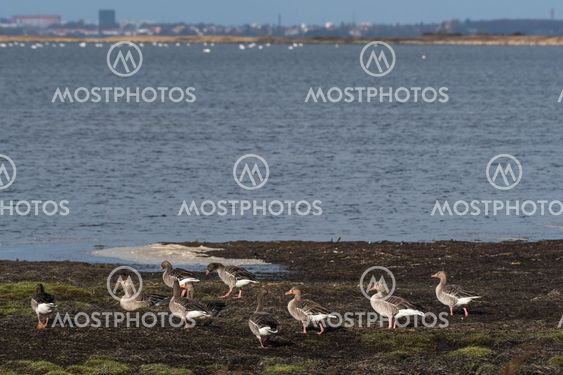 En flock grägäss vid strandkanten på Öland