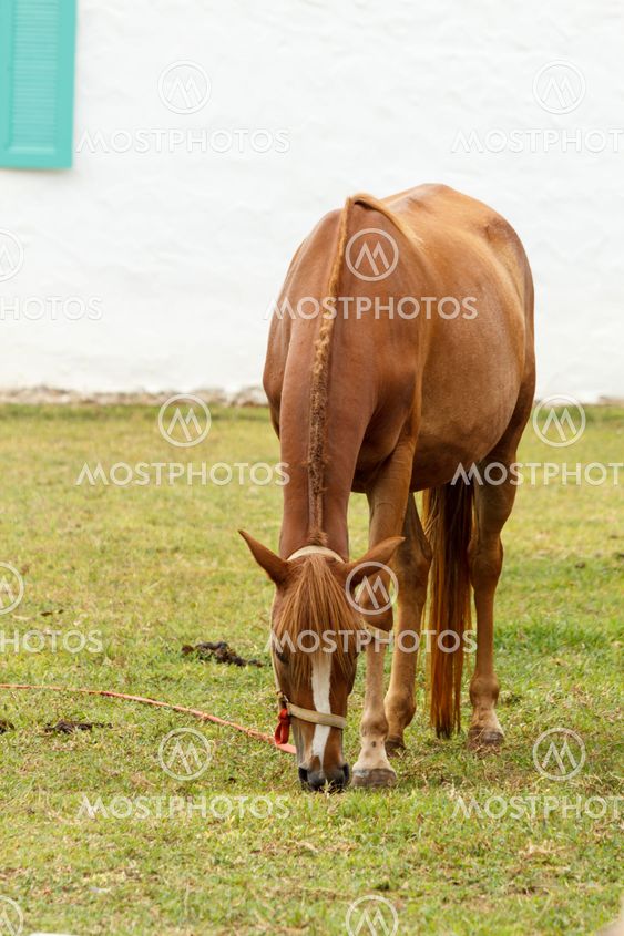 Horse grazing in the farm.