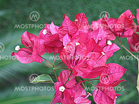 Bougainvillea (HDR)