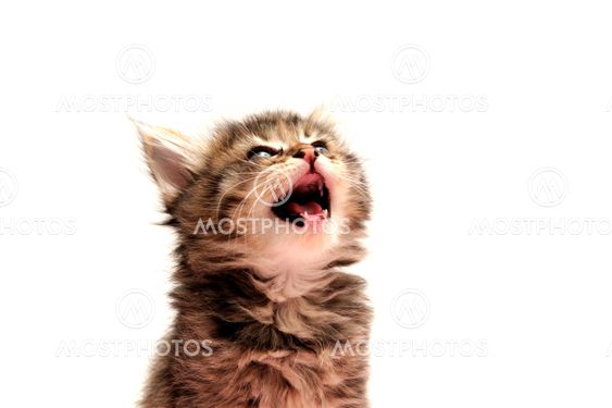 Gray Kitten