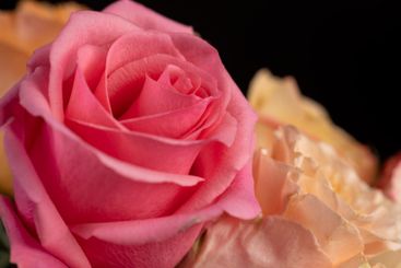 bouquet of roses of different colors close up