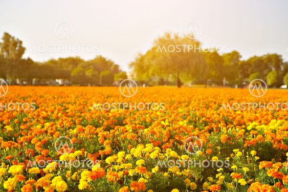 Beautiful yellow flowers