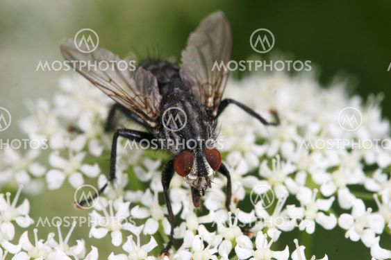 Fly