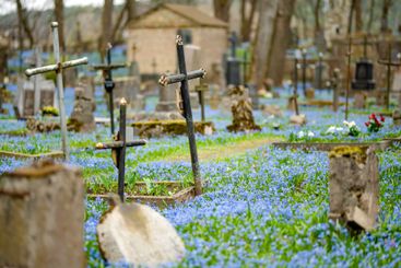 Scilla siberica spring flowers blossoming on sunny day...