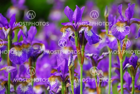 Irises