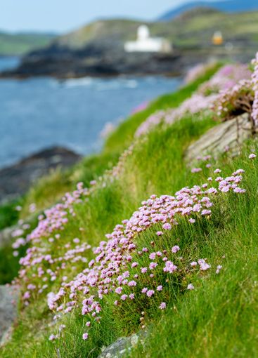 Pink thrift flowers blossoming on rough rocky shore...