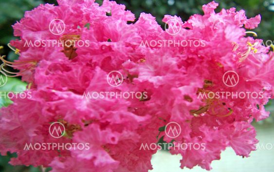 Louisiana Beautiful Pink Flowers