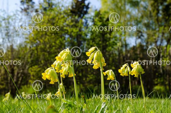 Sunny flowers at springtime