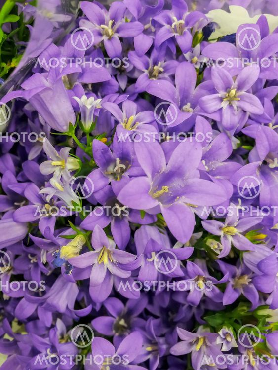 Campanula portenschlagiana, Muurikukka