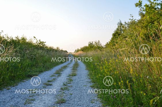 Gravel road at summer in lush vegetation