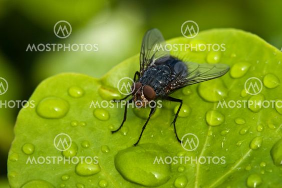 Black Fly over a Green Leaf with Water Drops