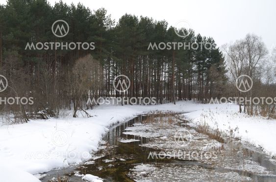 Stream running in the forest